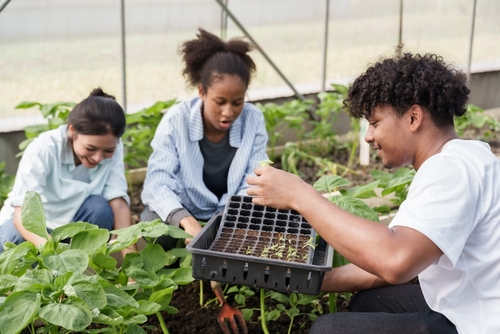 Grupo multirracial de estudantes que trabalham juntos no plantio de folhas verdes - Tendências 2026